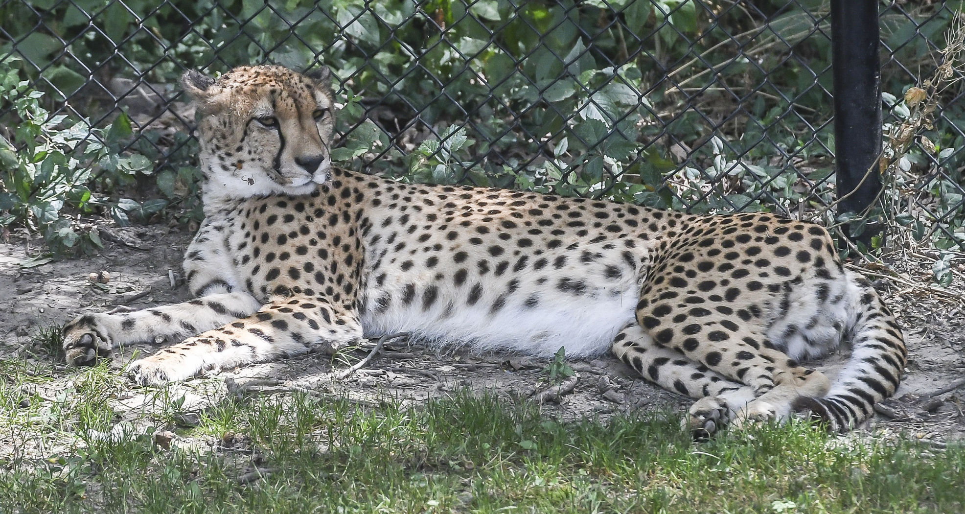 2017: Scovill Zoo Animals